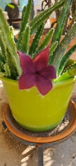 Stapelia grandiflora