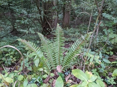 Polystichum aculeatum
