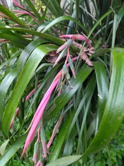 Billbergia nutans