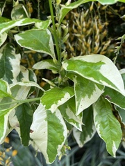 Duranta erecta