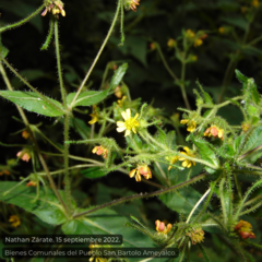 Sigesbeckia jorullensis