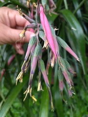 Billbergia nutans