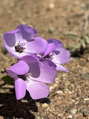Cristaria