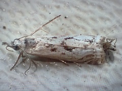 Microcrambus minor