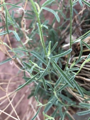 Sphaeralcea leptophylla