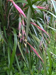 Billbergia nutans