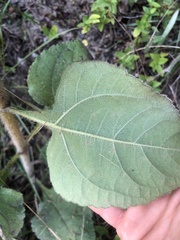 Helianthus atrorubens