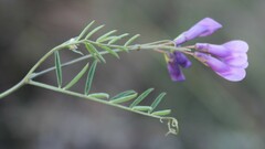 Vicia parviflora