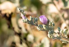 Malacothamnus fasciculatus nuttallii