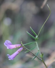 Vicia parviflora