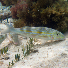 Mulloidichthys flavolineatus