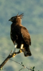 Lophaetus occipitalis