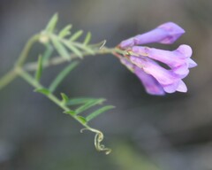 Vicia parviflora