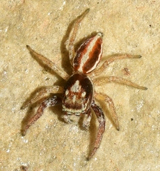 Icius hamatus