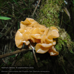 Phaeotremella foliacea