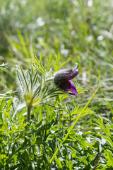 Pulsatilla montana