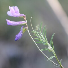 Vicia parviflora
