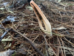 Pseudocolus fusiformis