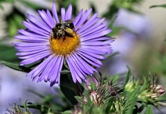 Melissodes druriellus