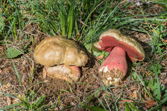 Rubroboletus satanas