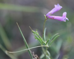 Vicia parviflora