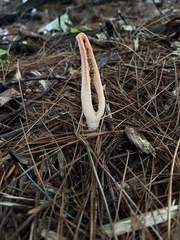 Pseudocolus fusiformis
