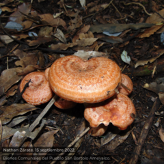 Lactarius salmonicolor