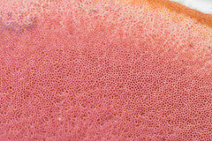 Rubroboletus satanas