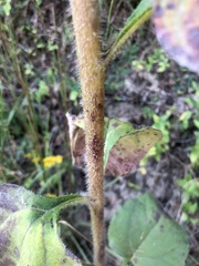 Helianthus atrorubens