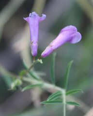 Vicia parviflora