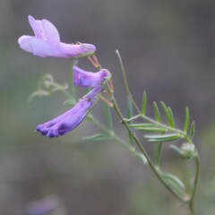 Vicia parviflora