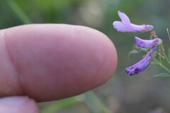 Vicia parviflora