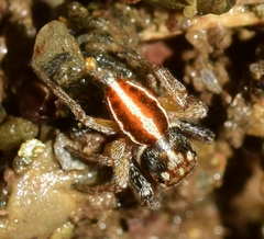 Icius hamatus