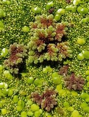 Azolla microphylla