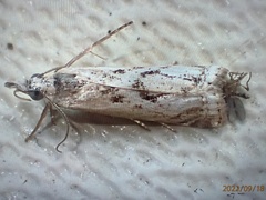 Microcrambus minor