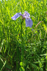 Iris hookeri