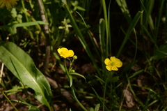 Ranunculus alismifolius
