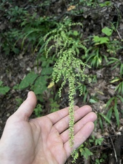 Stenanthium gramineum