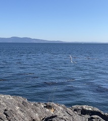Larus glaucescens × occidentalis