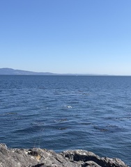 Larus glaucescens × occidentalis