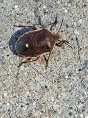 Chlorochroa