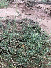 Sphaeralcea leptophylla