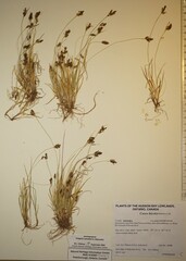 Carex bicolor