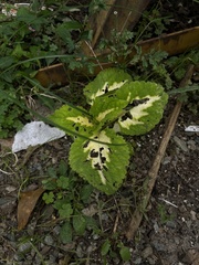 Coleus scutellarioides