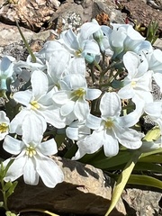 Zephyra