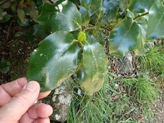 Griselinia littoralis