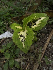 Coleus scutellarioides