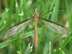 Tipula sayi