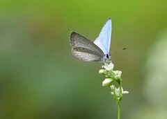Celastrina