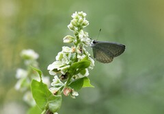 Celastrina